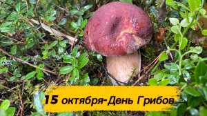 И снова в лес за грибами