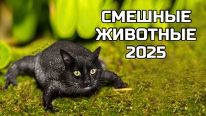 Смешные животные 2025 - попробуй не засмеяться! (№90)