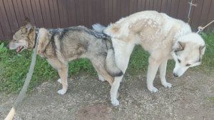 Вязка Западно-Сибирской лайки