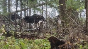 Охота на лося с лайкой