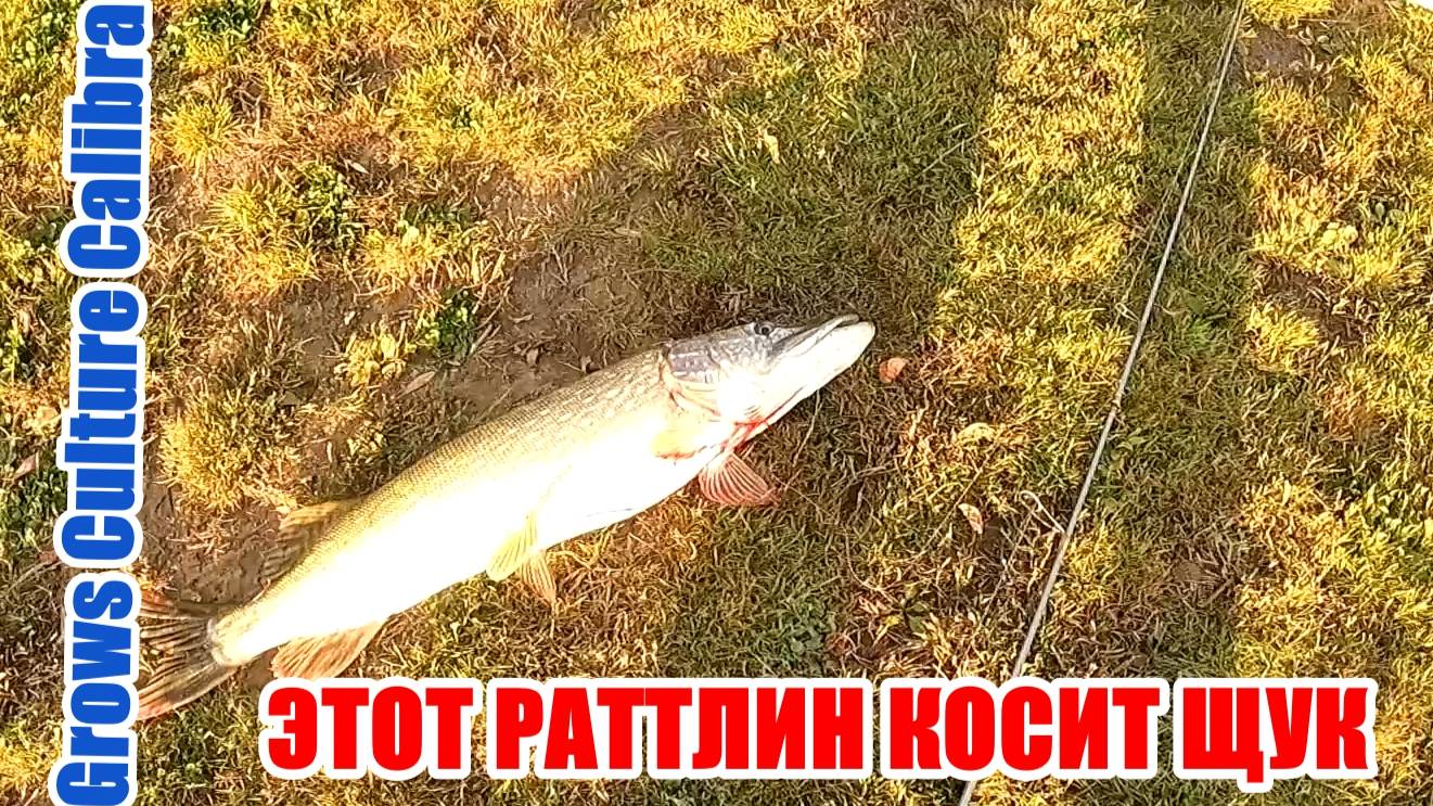 СНАЧАЛА КЛЕВАЛИ МЕЛКИЕ ЩУКИ, А ПОТОМ КЛЮНУЛА ХОРОШАЯ!