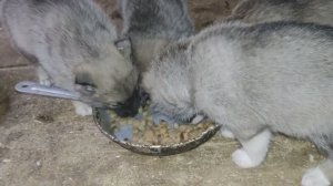 Щенки Западно-Сибирской лайки