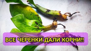 Продавцы цветов не хотят, чтобы вы узнали об этом способе размножения ЗАМИОКУЛЬКАСА !!!