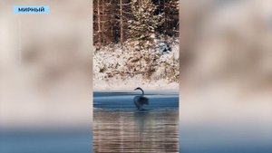 Лебедь-кликун не спешит улетать на зимовку из Мирного и вынуждает горожан нервничать