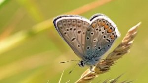 Обсуждение_темы_№_14_Семь_последних_язв_Семинар_Характер_Бога
