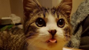 Забавные животные