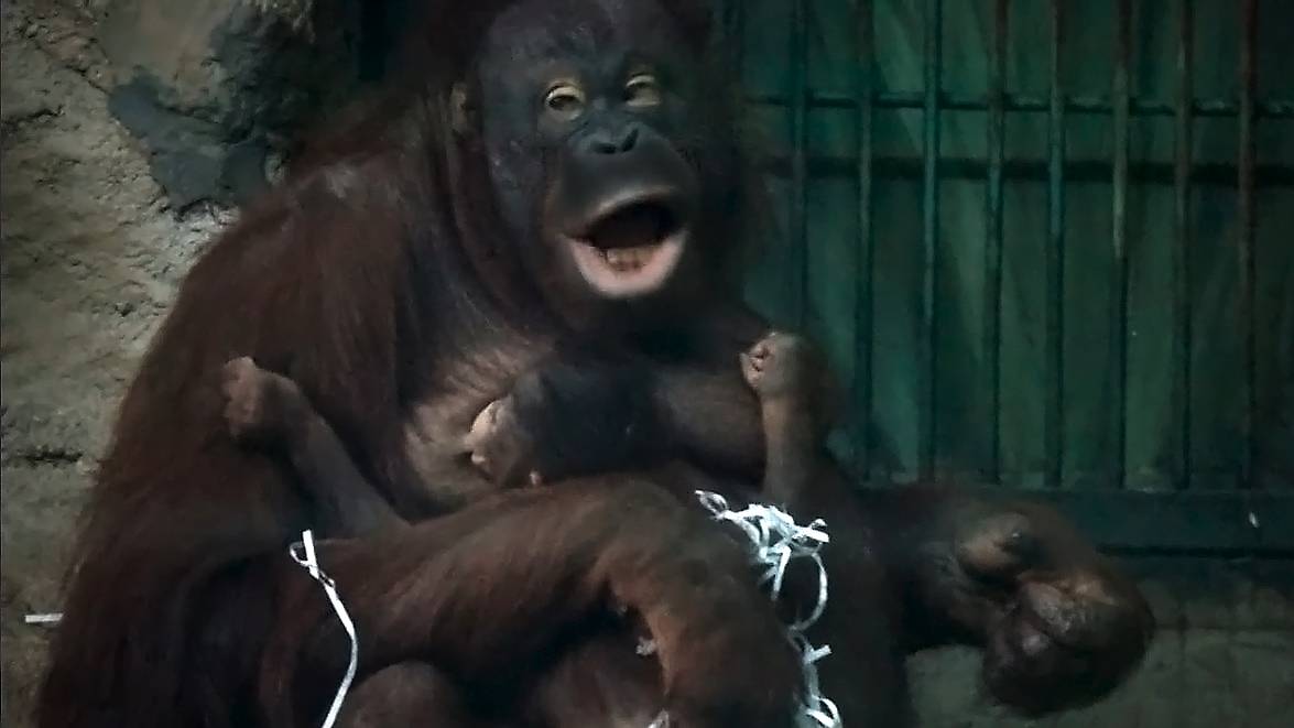 Орангутан Мишель и ее маленькая дочка обедают.