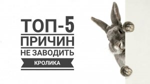 Топ-5 причин не заводить декоративного кролика