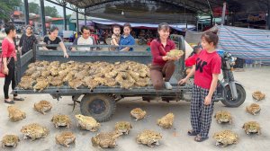 Buy A Lots Of Big Frog From Frog Farmer, Use 3-Wheeled Truck Transport Many Frogs Go To Market Sell.