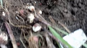 Гладиолусы. Выкопала гладиолусы. Зреет перец.