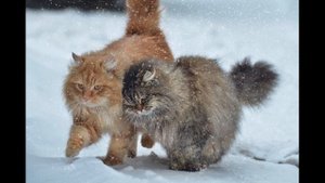 Be my love (Бродский) исп Санько Л