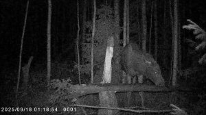 Фотоловушка 2