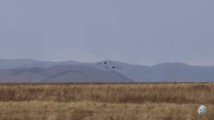 В этом мире огромном, на просторах земли,пролетают над домом своим журавли...