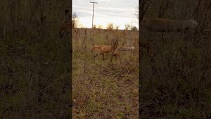 Лисица 🦊,сестрица !