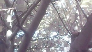 Полив плодового дерева