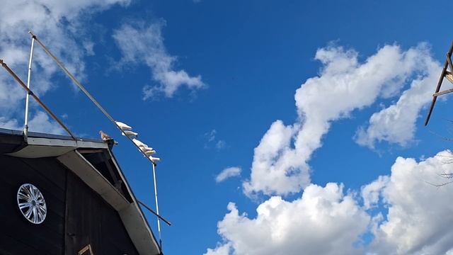 1000105212.mp4 Голуби на даче. смотреть онлайн