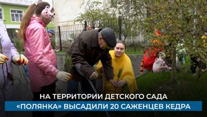 На территории детского сада «Полянка» высадили 20 саженцев кедра