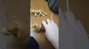 ТАБУРЕТКА ПОЖИРАТЕЛЬ В РЕАЛЬНОЙ ЖИЗНИ! ТИГР В ШОКЕ!