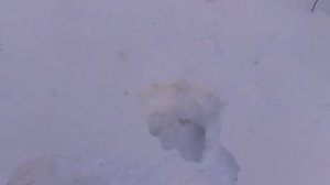 Тетерев взлетает из снежной лунки Охота Где Ночевал Тайга Сибирь Лес Выживание Глухарь Рябчик Лес