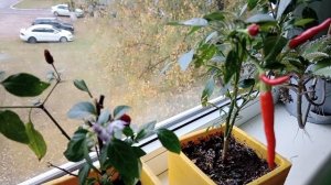 16-10-2025. Огород на подоконнике. СЕМЬЯ НА ДАЧЕ.