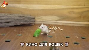 Видео для кошек про крысок развлекать питомцев 🐭🐀😂 (345)