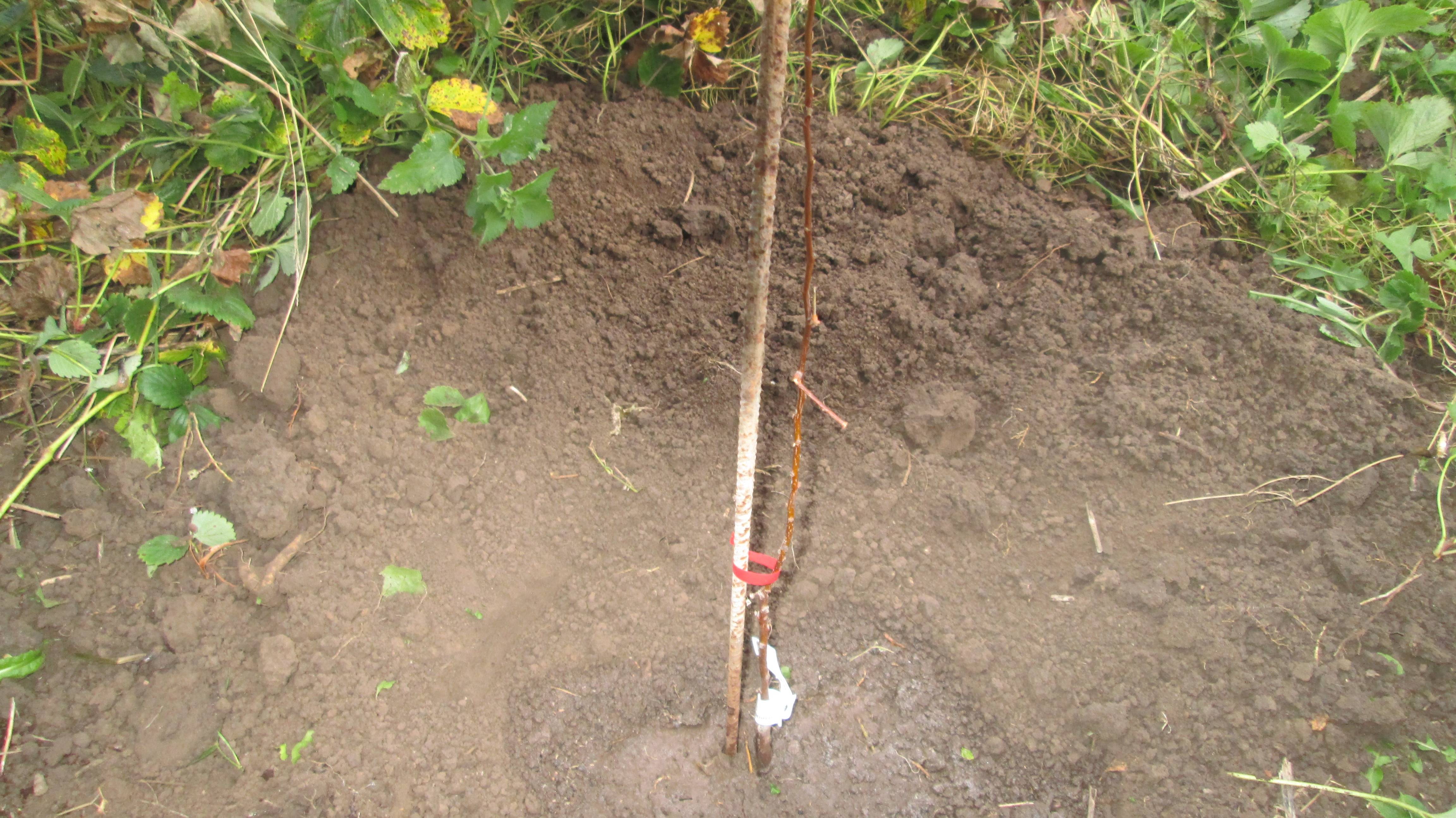 Посадка абрикоса осенью смотреть онлайн