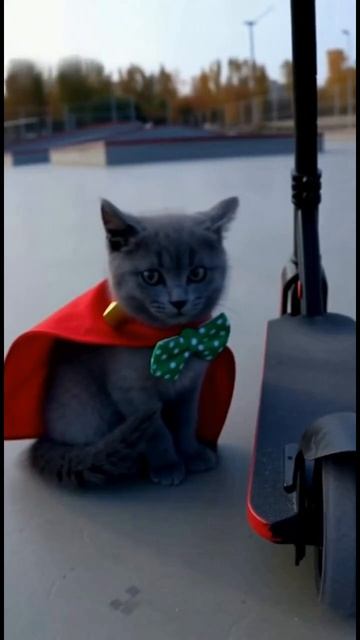 Котик-огнемётик против пса на самокате! #милыеживотные #милыекотята #meow #meme #meowing смотреть онлайн