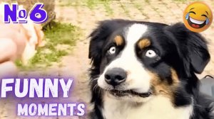 Приколы с Котами САМЫЕ СМЕШНЫЕ видео С СОБАКАМИ И КОШКАМИ