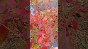 голубика в октябре,подготовка к зиме,плодовые почки