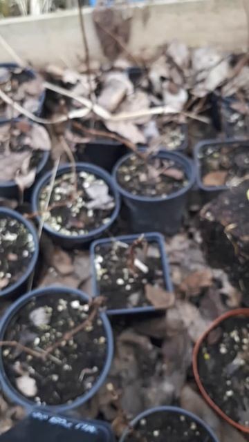 Как зимовали метельчатые гортензии в горшках объемом 0,5 литра в 2024 году