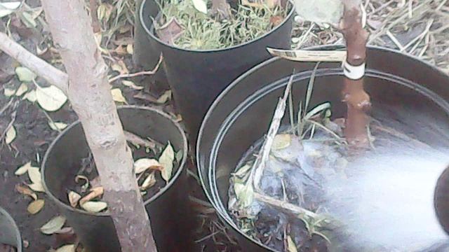 Полив саженцев ЗКС