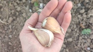 Хочешь такой чеснок,тогда посади его только так .ПРОСТО и БЫСТРО