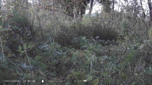 Что сняла фотоловушка / С Эльфом в деревне