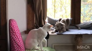 Октябрьская революция😺