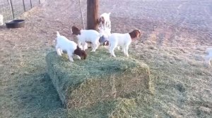 Козлята играют и прыгают - сборник (2019 год)