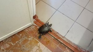 Красноухие черепахи ,на воле)