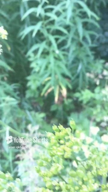 Ленобласть. Хвойное. 06.07.2024. Растение- цветущий дикий пастернак и его семена