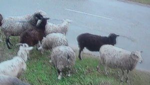 Пока зеленая трава, у животных есть еда. ПОДПИШИСЬ