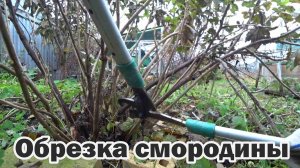 Формирующая обрезка смородины