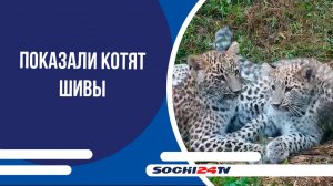 Котята Шивы готовятся покинуть ясли