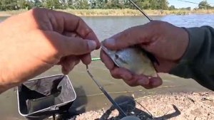 В этой реке есть разная рыба, рыбалка на флэт фидер осенью 2025