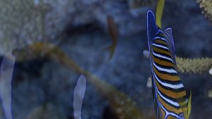 За гранью волн  | Видео в 4К (UHD)