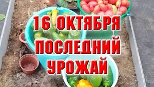 16 октября. Освобождаю теплицу. Собрала весь урожай