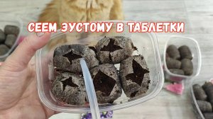 Как правильно посеять ЭУСТОМУ в таблетки Показываю легкий способ, все семена взойдут