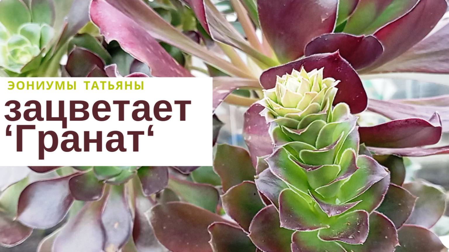 202. Эониум Гранат зацветает