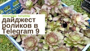 №200 Дайджест роликов в Телеграм - 9