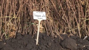 Как проходит сбор урожая Питомника и Садового центра Веры Глуховой