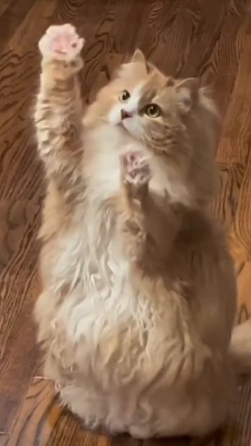 Машем лапками вот так, разминаем себя так!