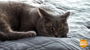 Откуда берется аллергия? Доброе утро. Фрагмент выпуска от 16.10.2025