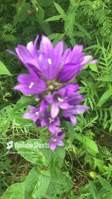 Ленинградская область. Хвойное. 06.07.2024. Растение-соцветие колокольчика скученного (сборный)